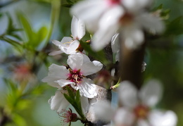 almond tree blossoms